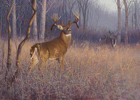 Hayden Lambson Limited Edition Whitetail Framed Print - Keep Em Coming ...